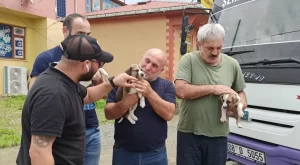 Artvin’de dereye düşen köpek ve yavrularını vatandaşlar kurtardı