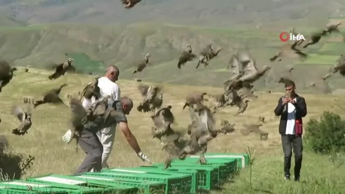 - Bayburt'ta yüzlerce kınalı