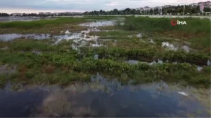 Beyşehir Gölü’ne kuş cinsleri akın etmeye başladı