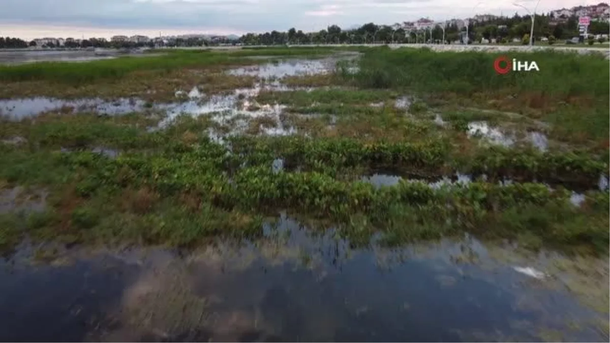 Beyşehir Gölü'ne kuş cinsleri