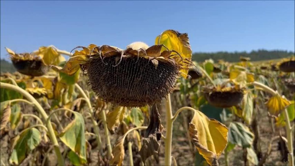 CHP Adana Milletvekili Ayhan