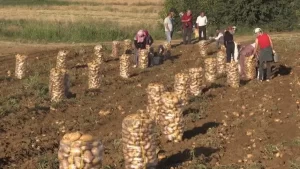 Hasadın sürdüğü patateste 22 bin ton rekolte bekleniyor