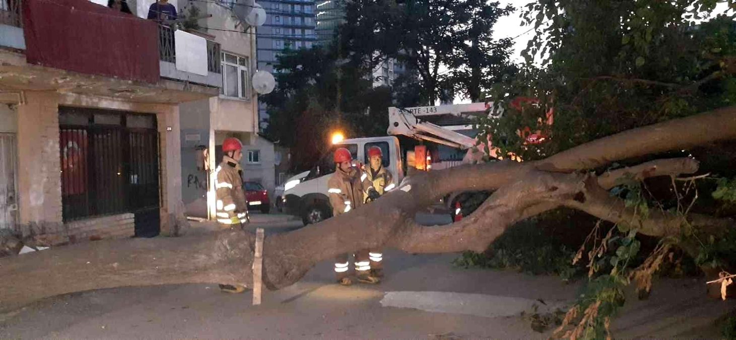 Kadıköy'de dut ağacı kökünden