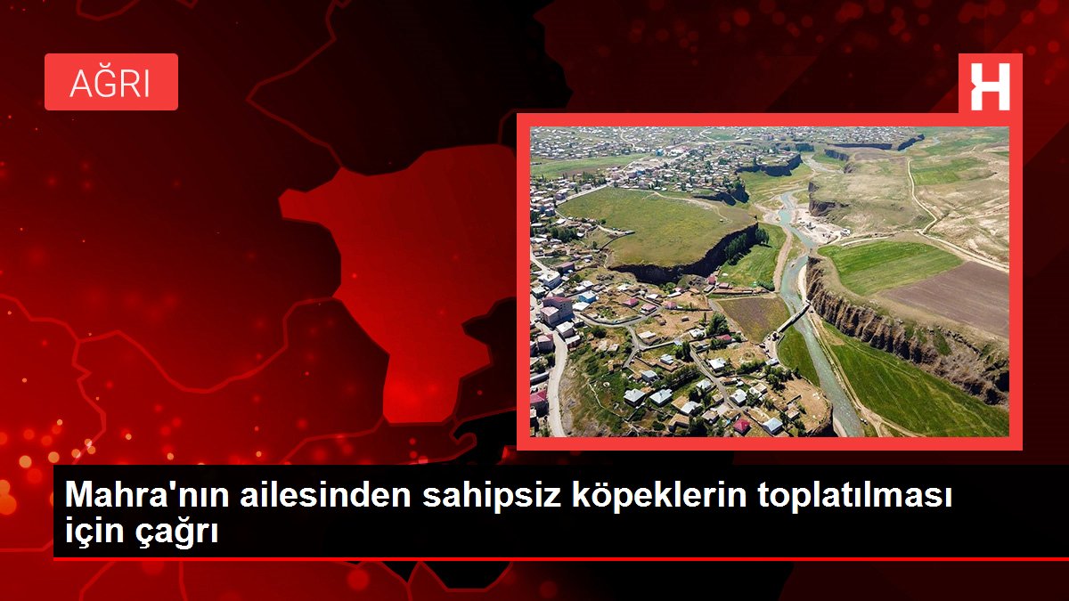 Antalya'nın Serik ilçesinde sahipsiz