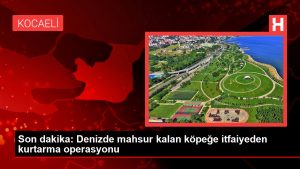 Son dakika: Denizde mahsur kalan köpeğe itfaiyeden kurtarma operasyonu