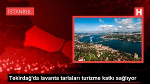 Tekirdağ’da lavanta tarlaları turizme katkı sağlıyor