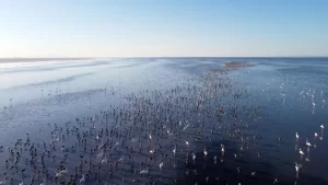 Tuz Gölü’nde binlerce yavru flamingo yumurtadan çıktı