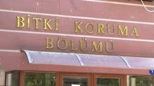 Yararlı böcekler, çiftçiyi endişelendiren çayır tırtılıyla uğraş edecek