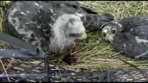 Yerde bulunan kartal yavruları muhafaza altına alındı