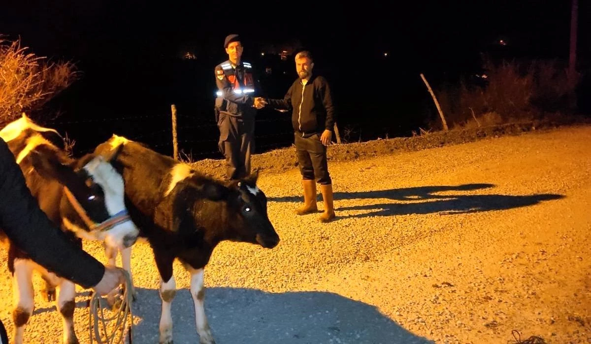 Aydın’da Kaybolan İnek Jandarma Tarafından Bulundu