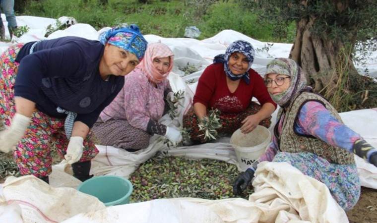 Aydın’da üreticiler vakitle yarışıyor: Hasat erkene çekildi