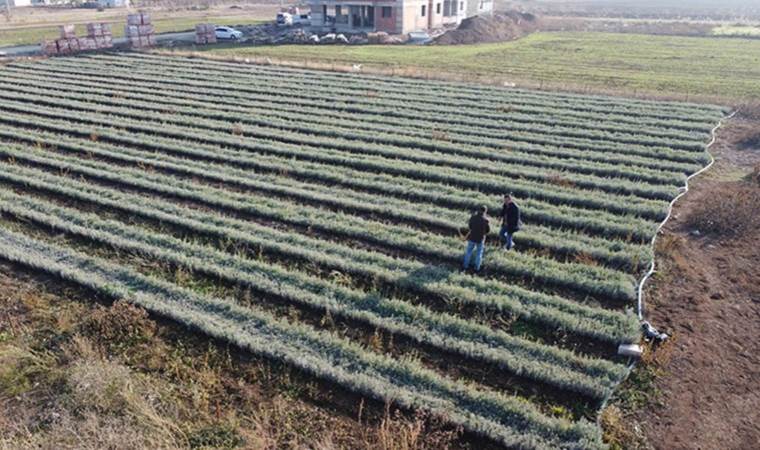 Elazığ’da üretiliyor 7 ülkede bahçeleri süslüyor