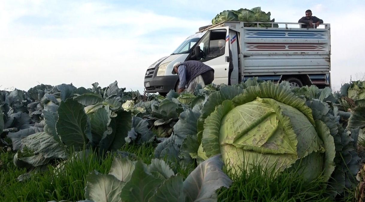 Muş Ovası’ndaki Lahananın Hasadı Devam Ediyor