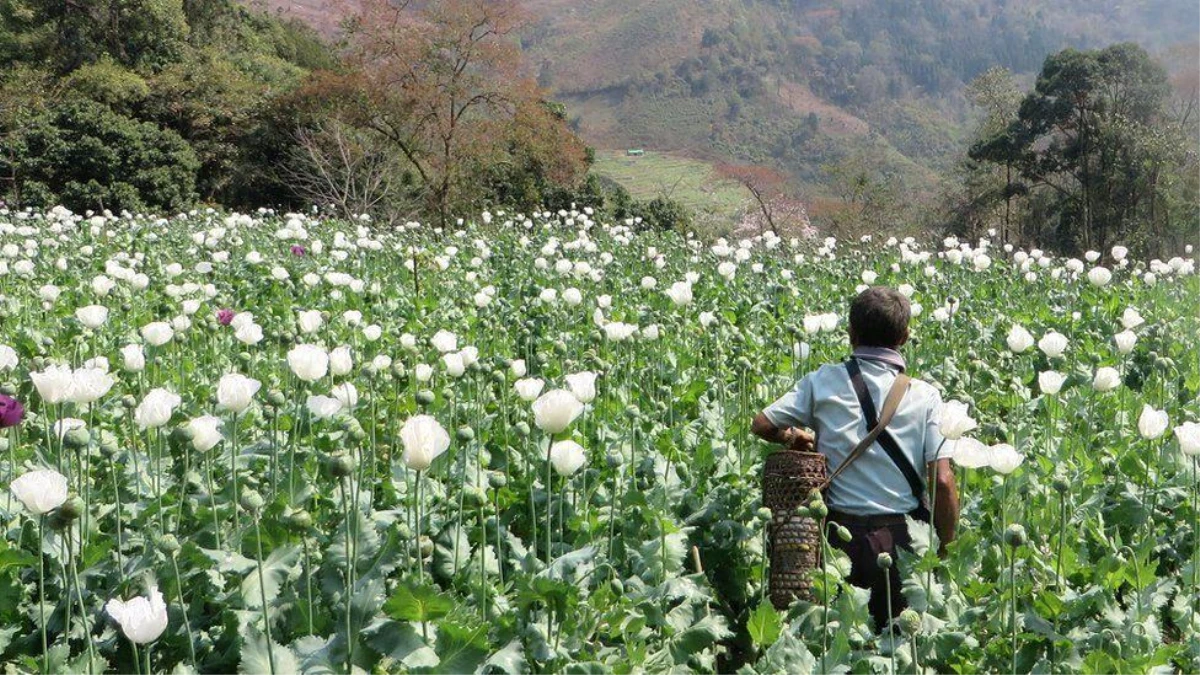 Myanmar, dünyanın en büyük afyon üreticisi oldu