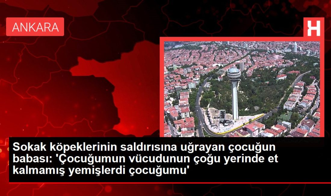 Ankara'da sokak köpeklerinin saldırısına