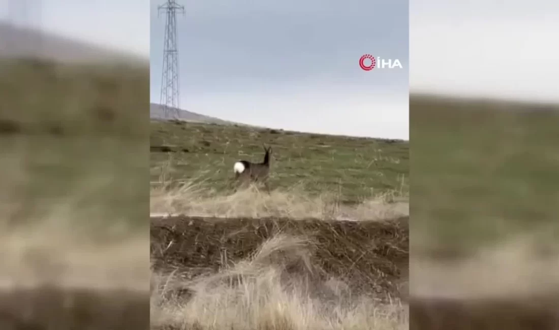 Bayburt'ta tek başına dolaşan