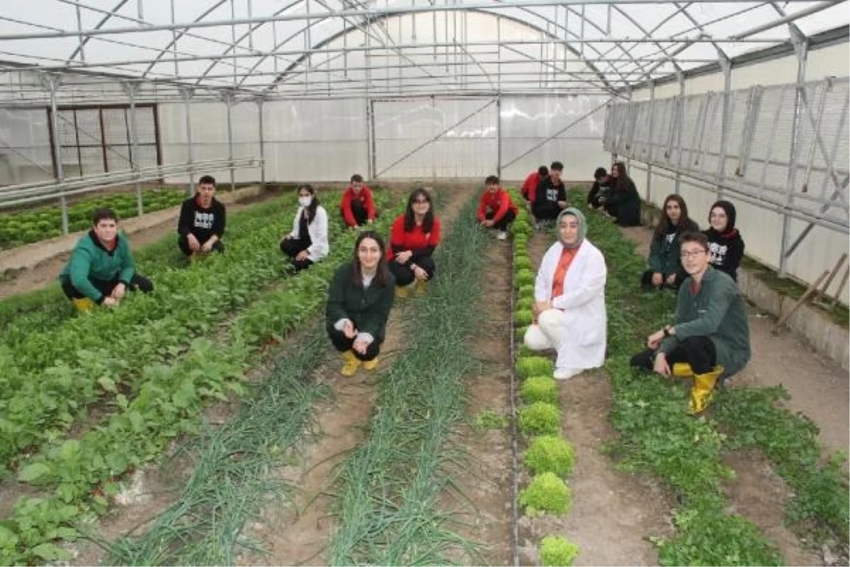 Erzincan’da Meslek Lisesi Öğrencileri Organik Zerzevat Yetiştiriyor