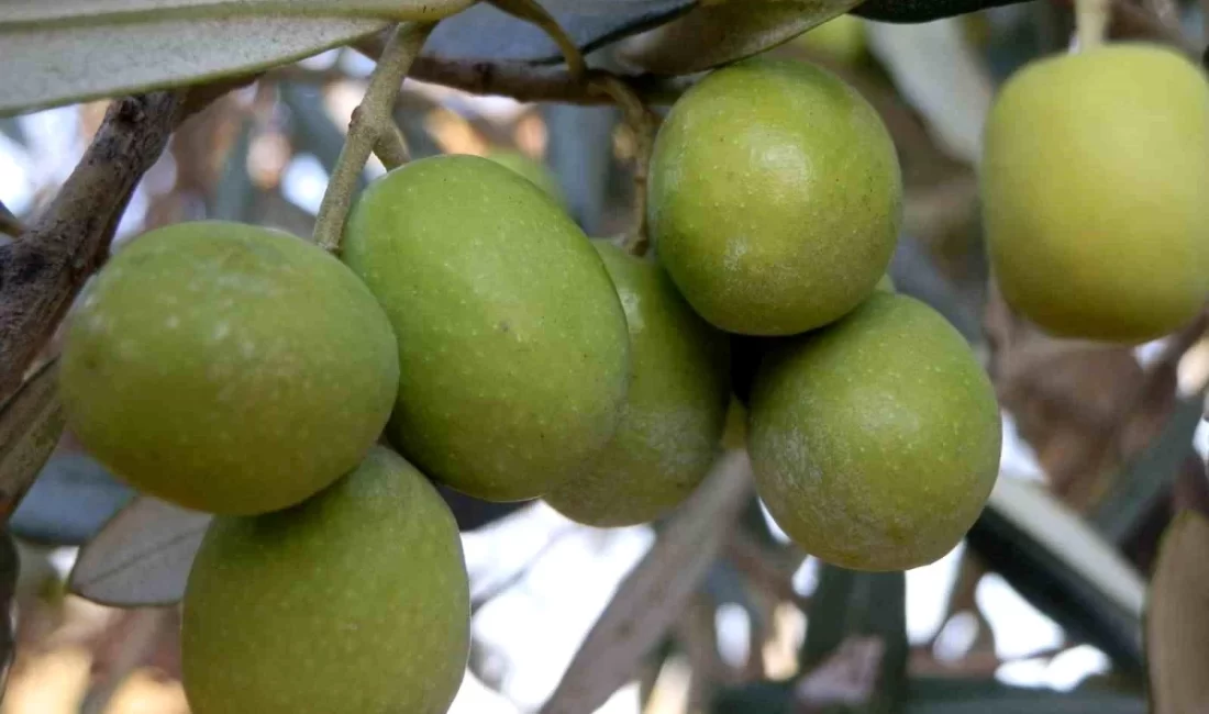 Zeytin ve zeytinyağı üretiminde