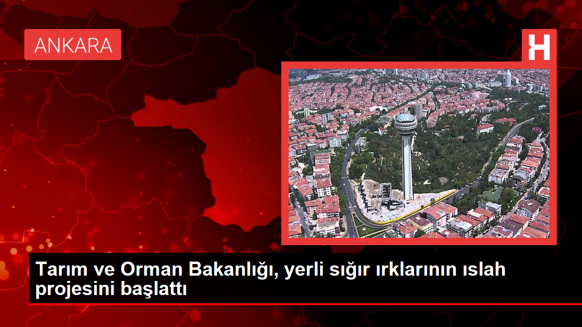 Tarım ve Orman Bakanlığı, yerli sığır ırklarının ıslah projesini başlattı