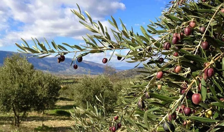 Ulaştırma ve Altyapı Bakanlığı’nın Hatay’daki projesine onay çıktı: Zeytinliklere kıyacaklar!