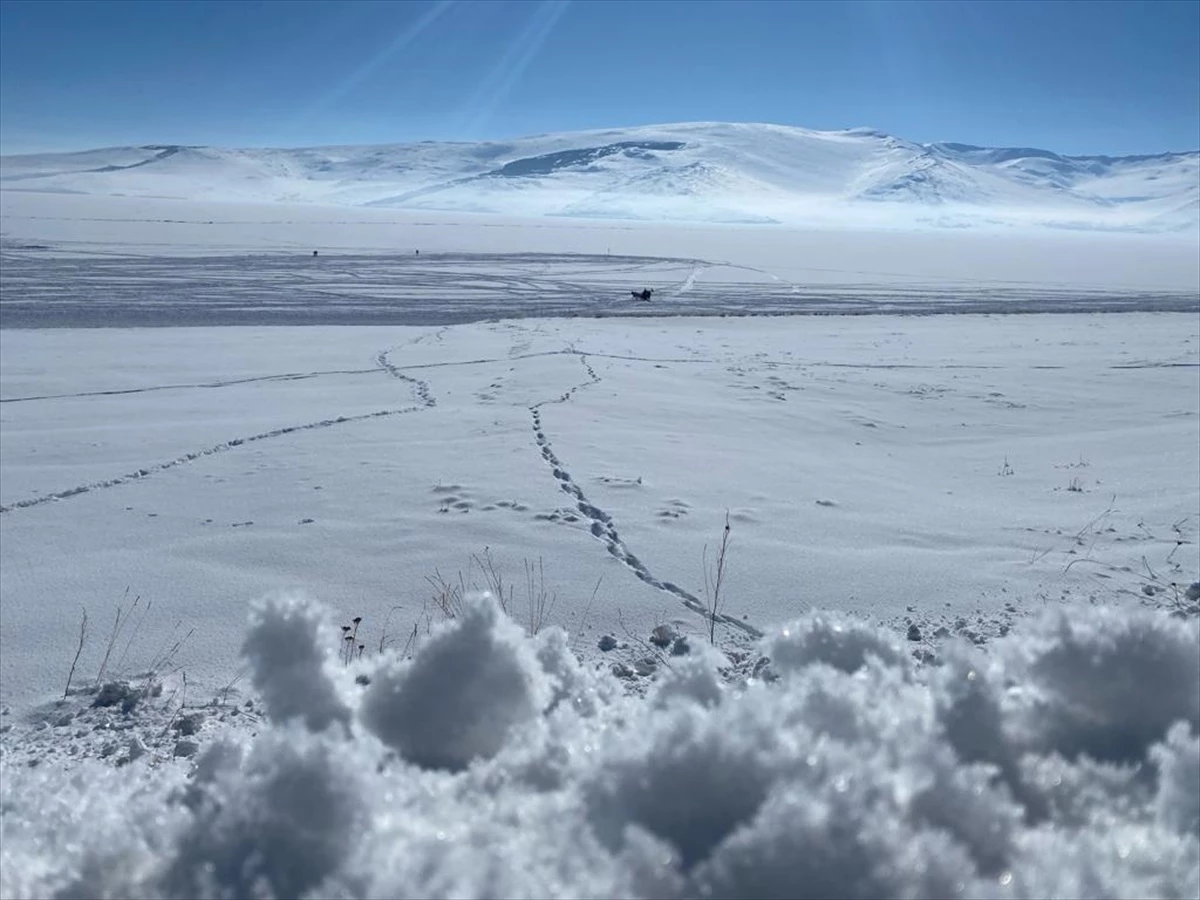 Ardahan ve Kars’ta Çıldır Gölü’nde Atlı Kızak Heyecanı