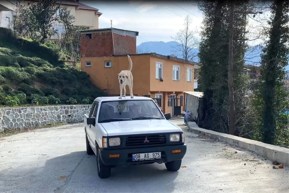 Artvin’in Kemalpaşa ilçesinde kamyonetin tavanında seyahat eden köpek ilçenin maskotu oldu