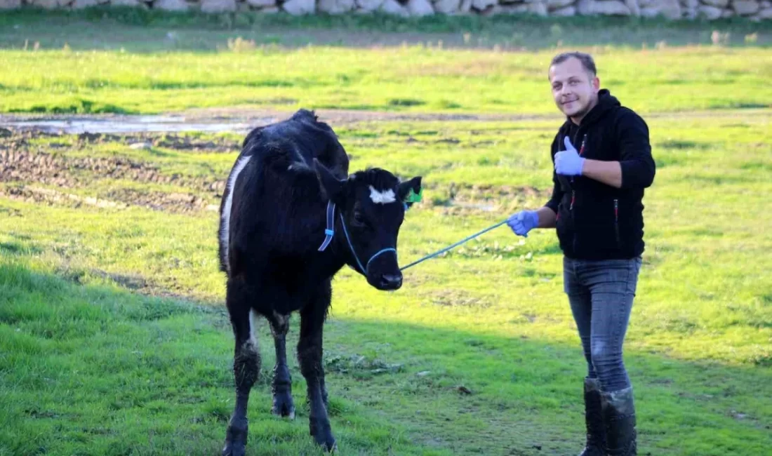 Aydın İli Damızlık Sığır