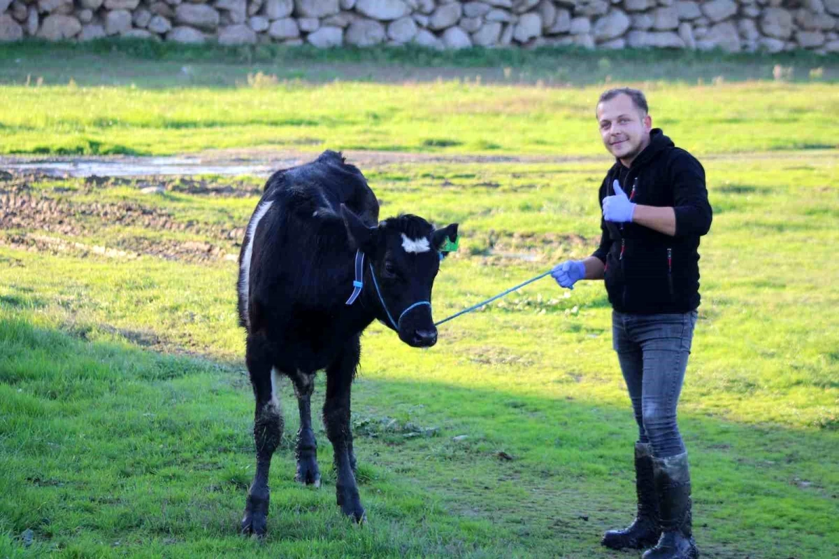 Aydın İli Damızlık Sığır Yetiştiricileri Birliği Projesi Hayvancılığa Can Veriyor