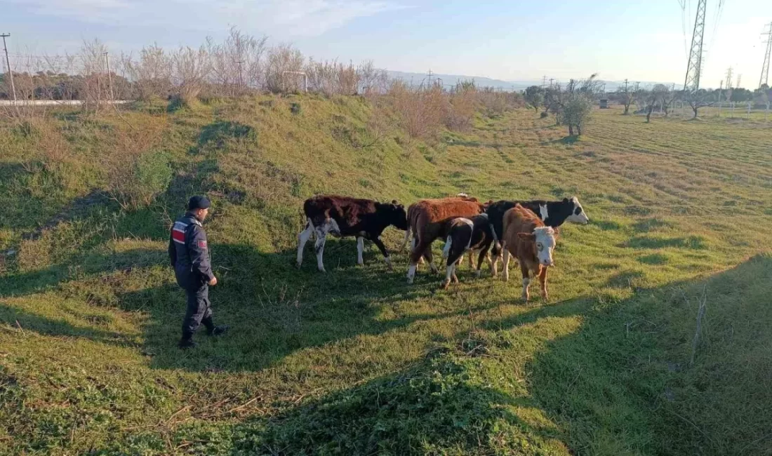 Aydın'ın Germencik ilçesinde otladıkları