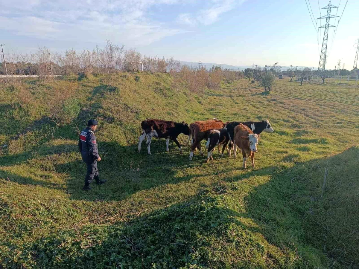 Aydın’da Kaybolan 6 Büyükbaş Hayvan Kısa Müddette Bulundu