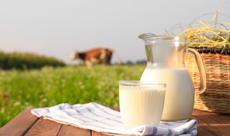 Dünyanın en kaliteli sütü olarak tanınıyor! Jersey sütünden kaymak tanımı…