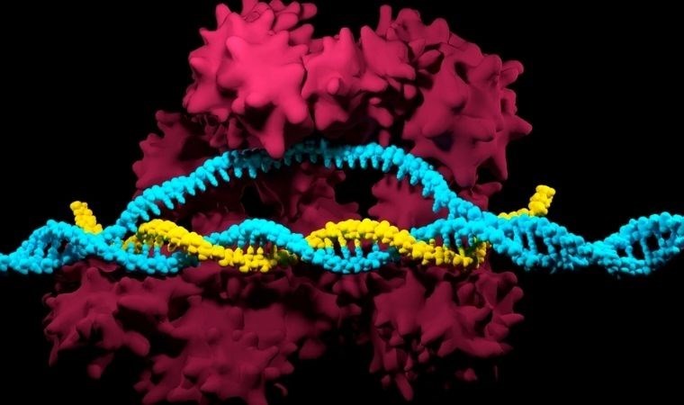 Herediter anjiyoödem hastalığında başarılı gen tedavisinin birinci etabı tamamlandı