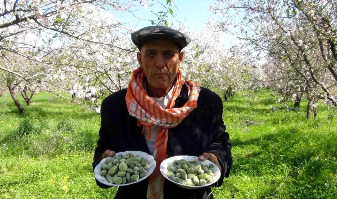 Mersin'in Silifke ilçesinde hasadı