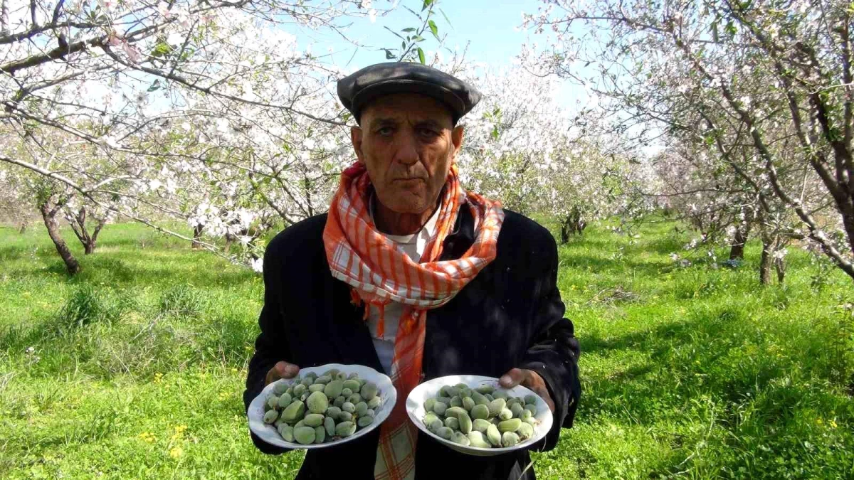 Mersin’de Badem Hasadı Başladı