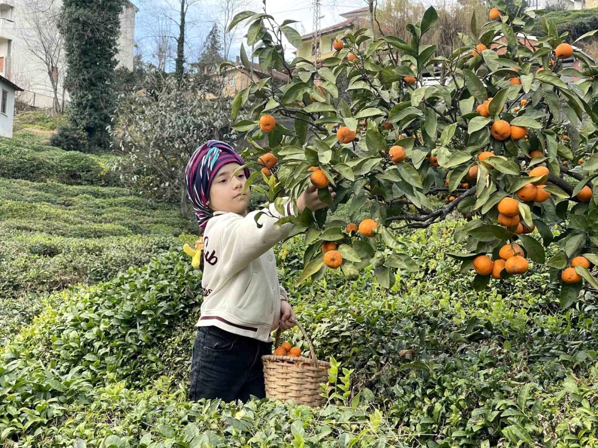 Rizeli çiftçiler yaz mevsiminde çay toplayarak kış mevsiminde de mandalina toplayarak geçimlerini sağlıyor