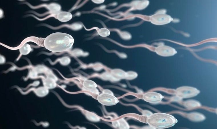 Ultrason ile sperm suratının artırılabildiği ortaya çıktı