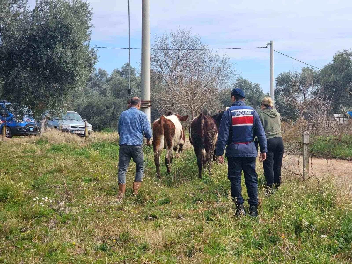 Aydın’da Kaybolan Hayvanlar Jandarma Tarafından Bulundu