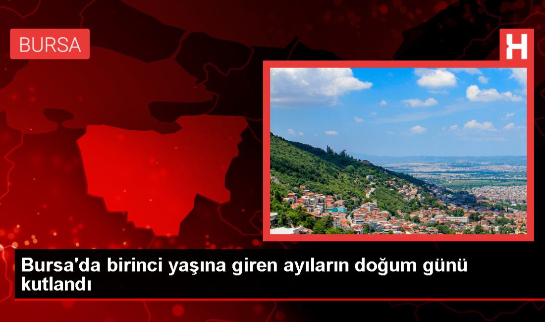 Bursa’da Ayıların Doğum Günü Kutlandı