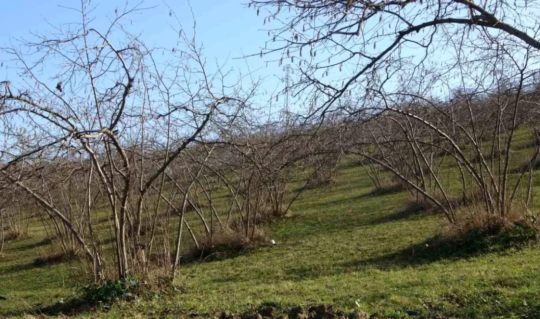 Doğu Karadeniz Bölgesinde son