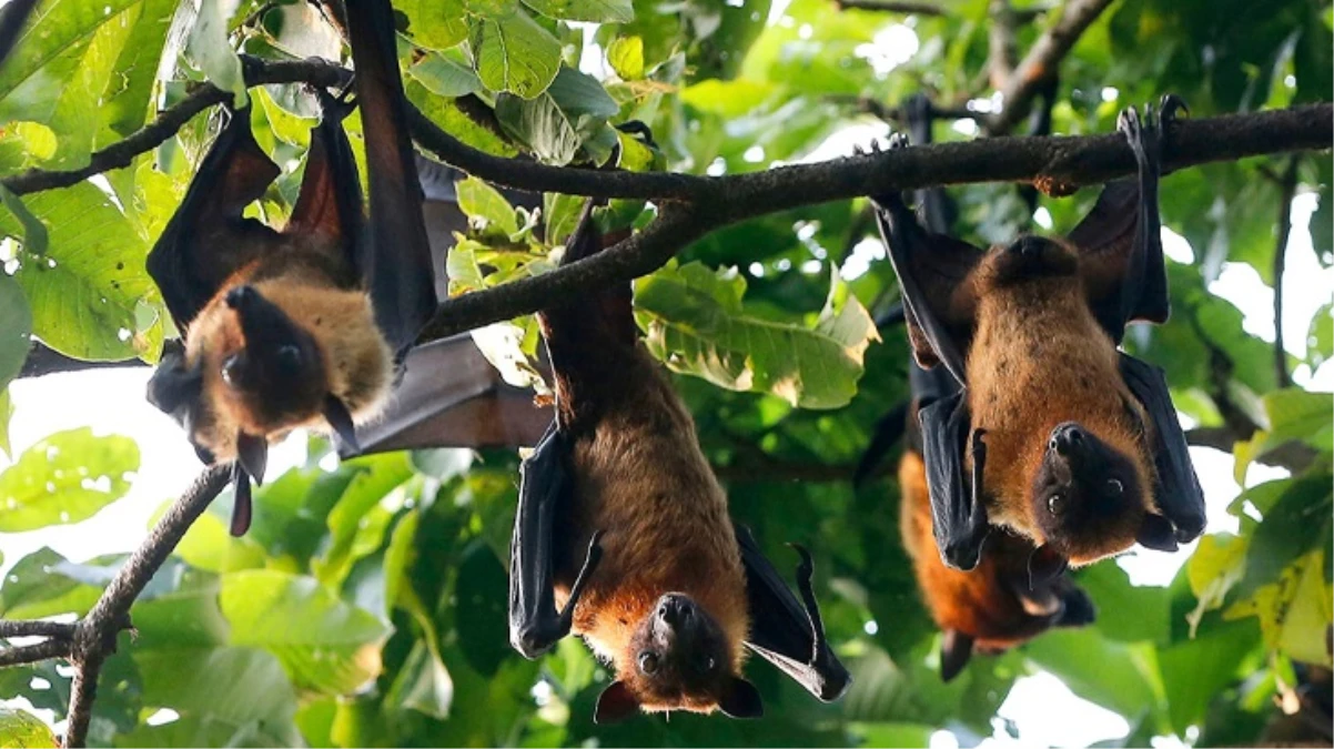 DSÖ kırmızı alarm verdi! Bangladeş’te 2 kişiyi öldüren Nipah virüsü süratle yayılıyor