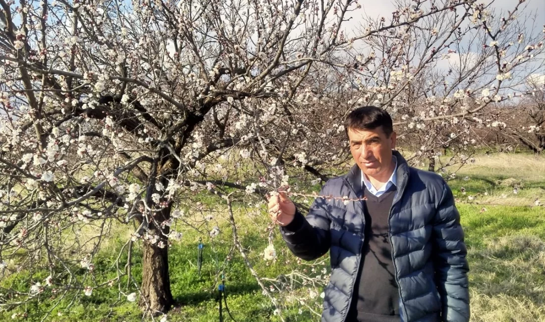 Malatya'nın Kale ilçesinde kayısı