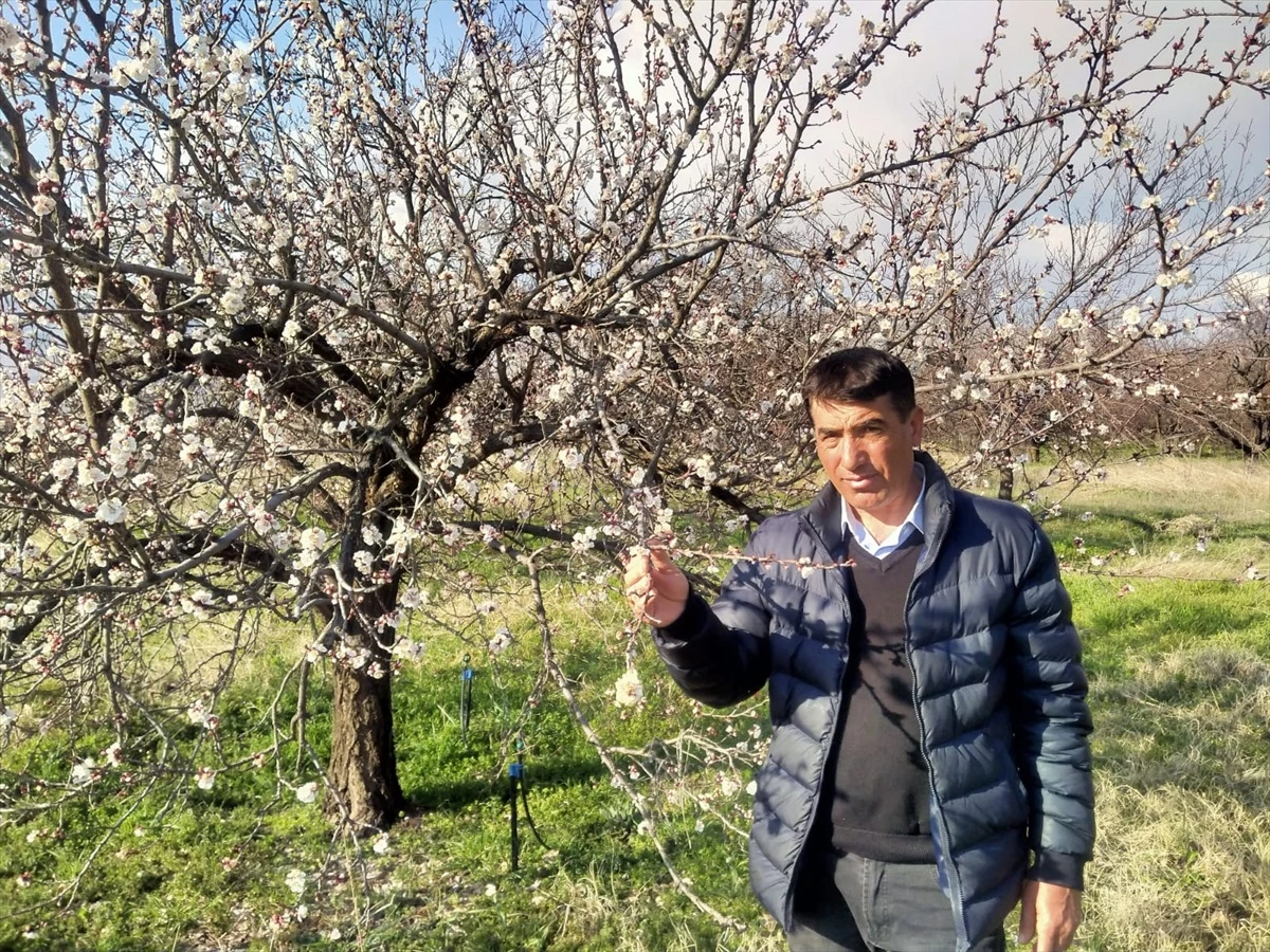 Malatya’nın Kale ilçesinde kayısı ağaçları çiçeklendi