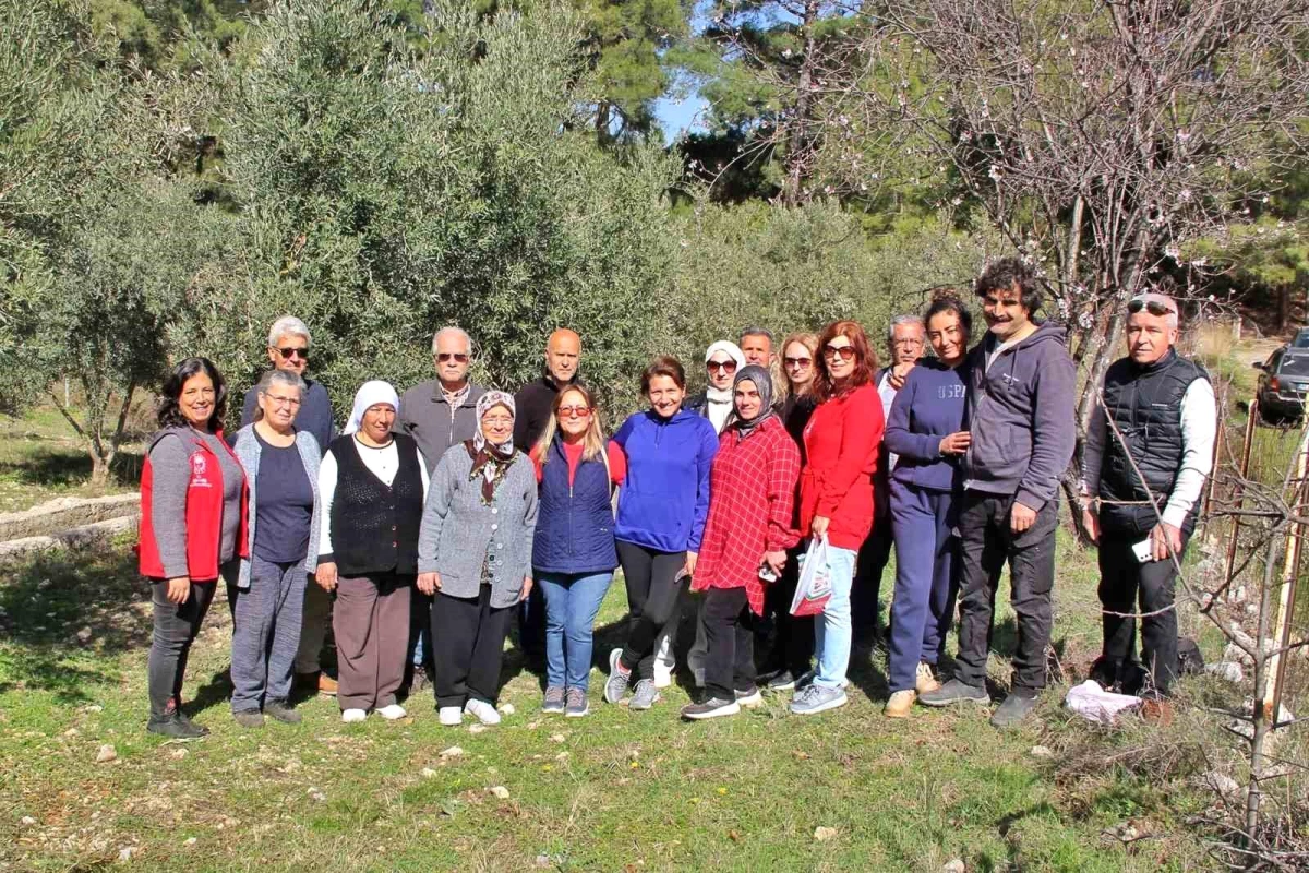 Muğla’da Alman ve İngilizler de Zeytin Ağacı Budama Eğitimi Aldı