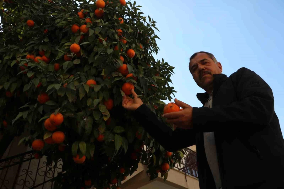 Sarsıntının Vurduğu Hatay’da Yıkılan Meskenlerin Bahçelerindeki Narenciyeler Çürümeyi Bekliyor