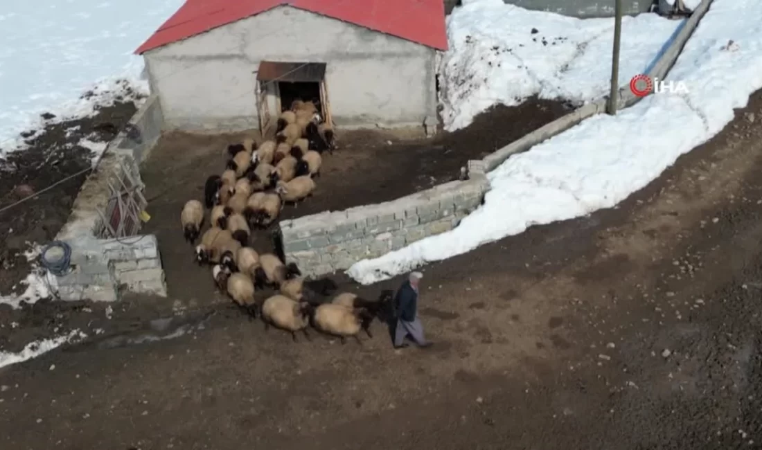 Şırnak'ta besicilerin şiddetli mesaisi