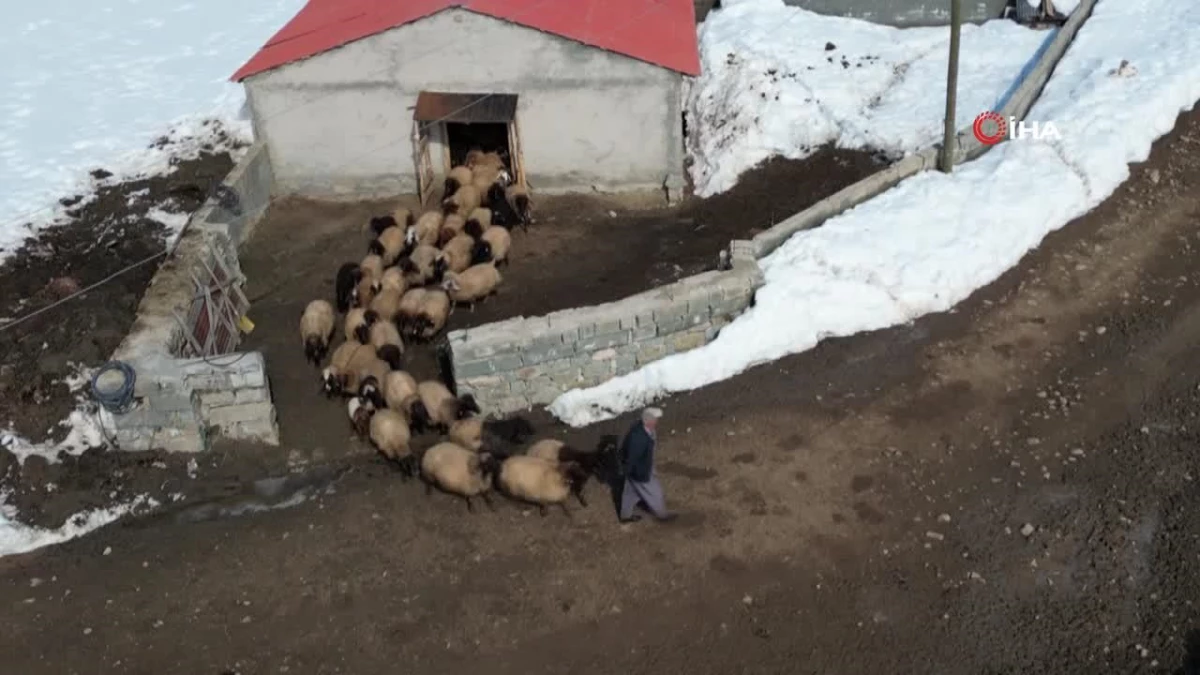 Şırnak’ta besicilerin güçlü mesaisi devam ediyor